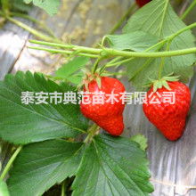 蒼南縣誠(chéng)寶日用品廠業(yè)務(wù)銷售部 專業(yè)打造清新空間，一站式日用百貨服務(wù)
